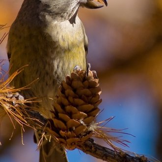 Bec croisé des sapins 