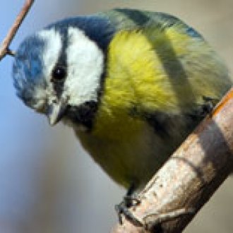 Mésange bleue