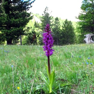 Orchis mâle