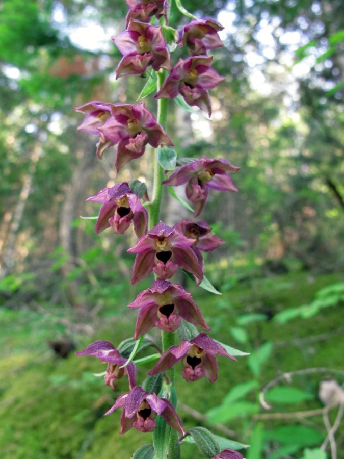 Quelques orchidées du Queyras