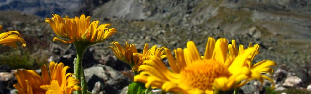 Doronic à grande fleur