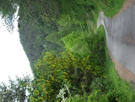 LA ROUTE DE BRAMOUSSE AU PRINTEMPS AVEC LES CYTISES EN FLEURS