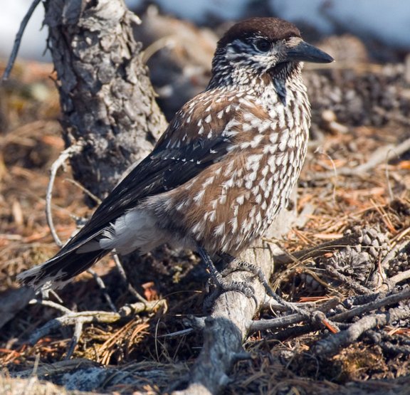 Le casse-noix moucheté, oiseau commun dans les Hautes Alpes, entasse les pignons du pin cembro dans des cachettes 