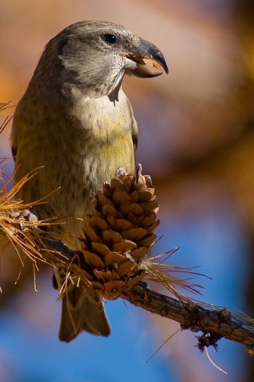 Bec croisé des sapins 