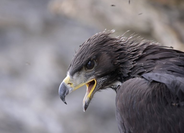 Aigle royal
