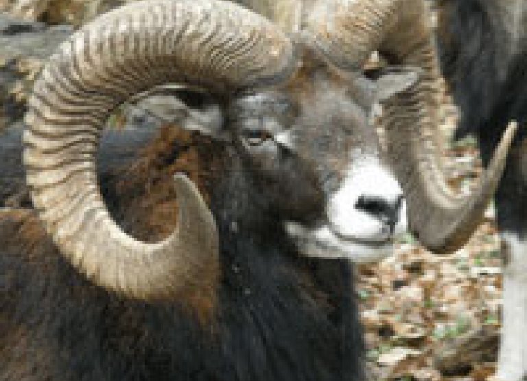 Mouflon