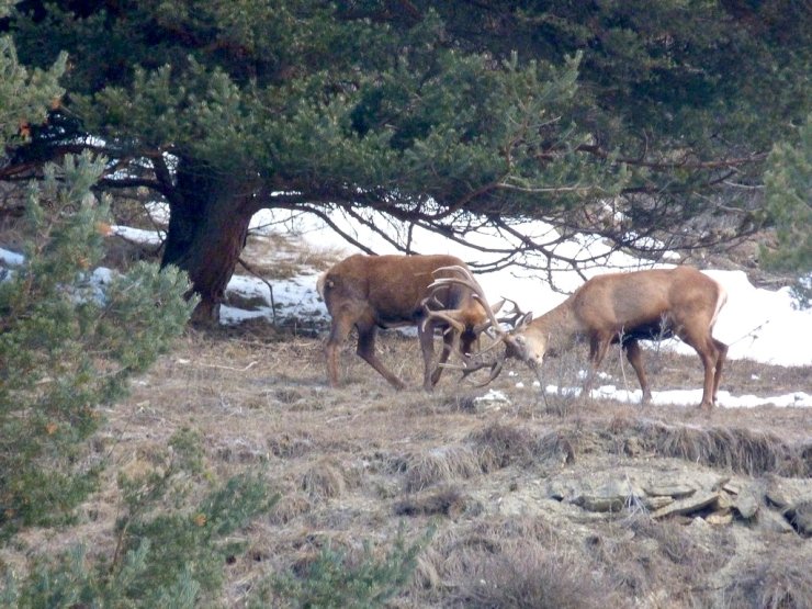 Deux cerfs des Hautes Alpes qui se battent au moment du rut