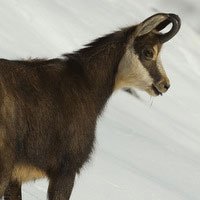 Le Chamois