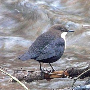Cincle plongeur aux plumes mouillées