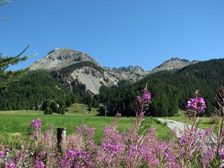 Côte Belle avec à sa droite, la Crête des Oules puis le pic de Rochebrune (Arvieux)