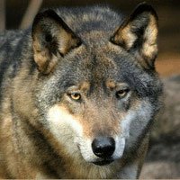 Un loup