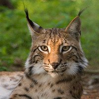 Un lynx