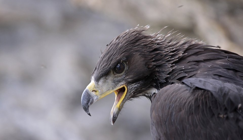 Aigle royal