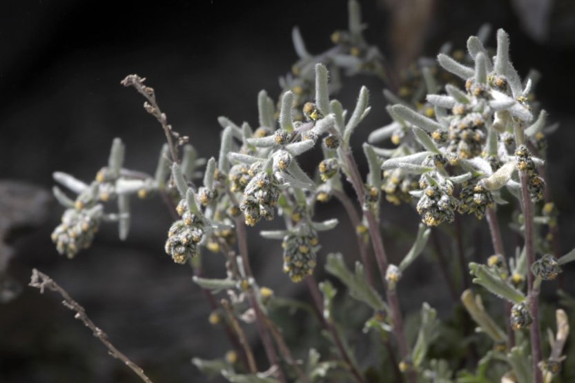 Le génépi, une plante de haute montagne