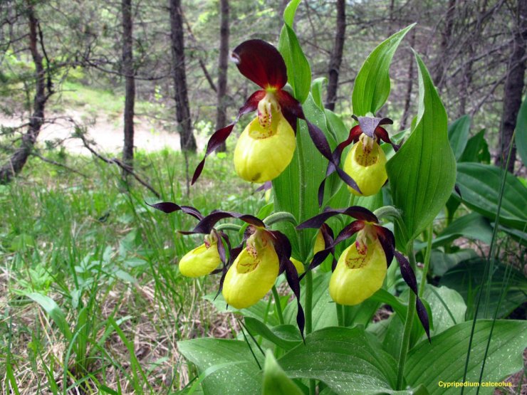 Le sabot de Vénus, peut-être la plus belle des orchidées de nos montagnes, à ne jamais cueillir.