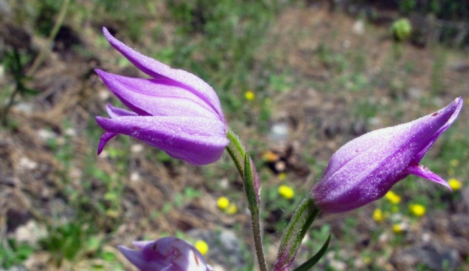 Les orchidées des lieux secs