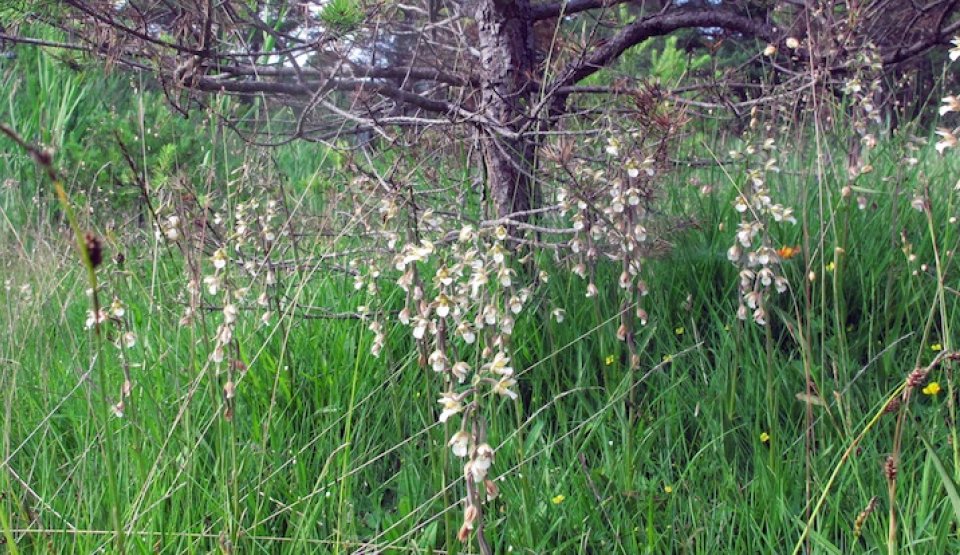 Les orchidées des lieux humides