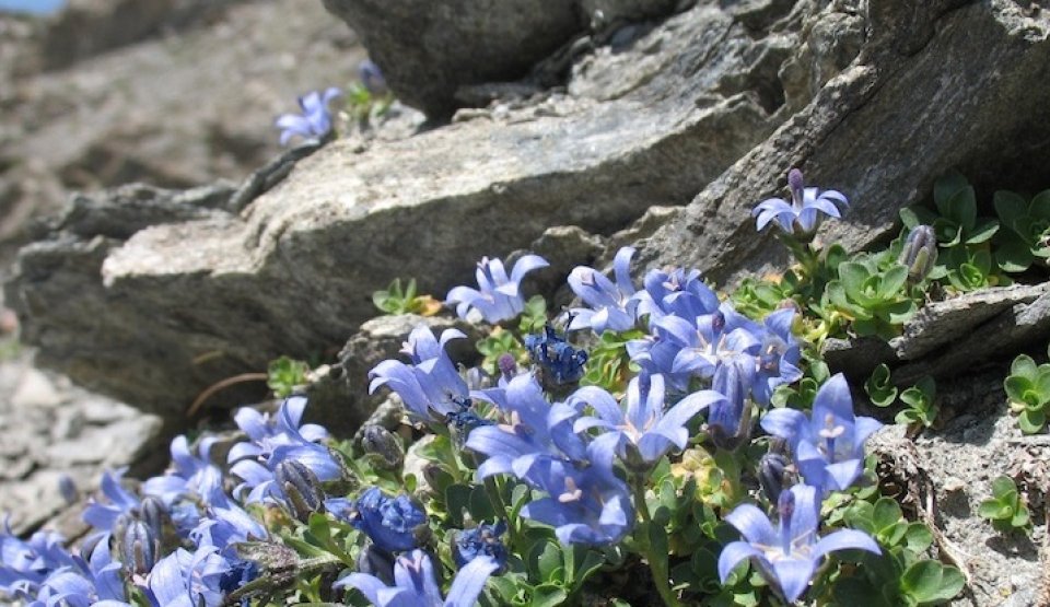 Rochers fleuris dans le Parc naturel du Queyras
