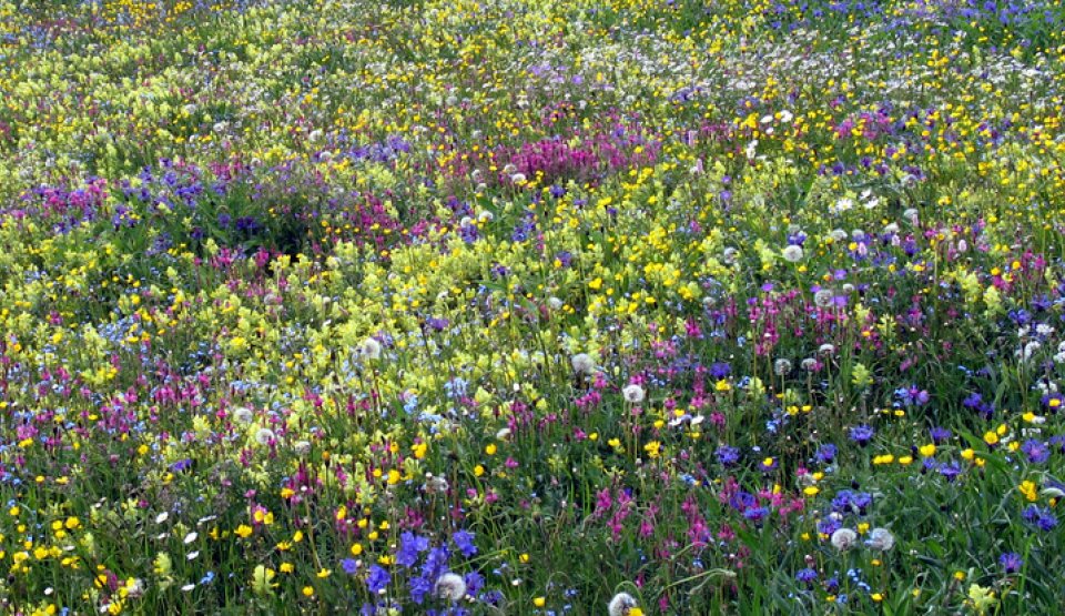 Prairie fleurie dans le Parc naturel du Queyras