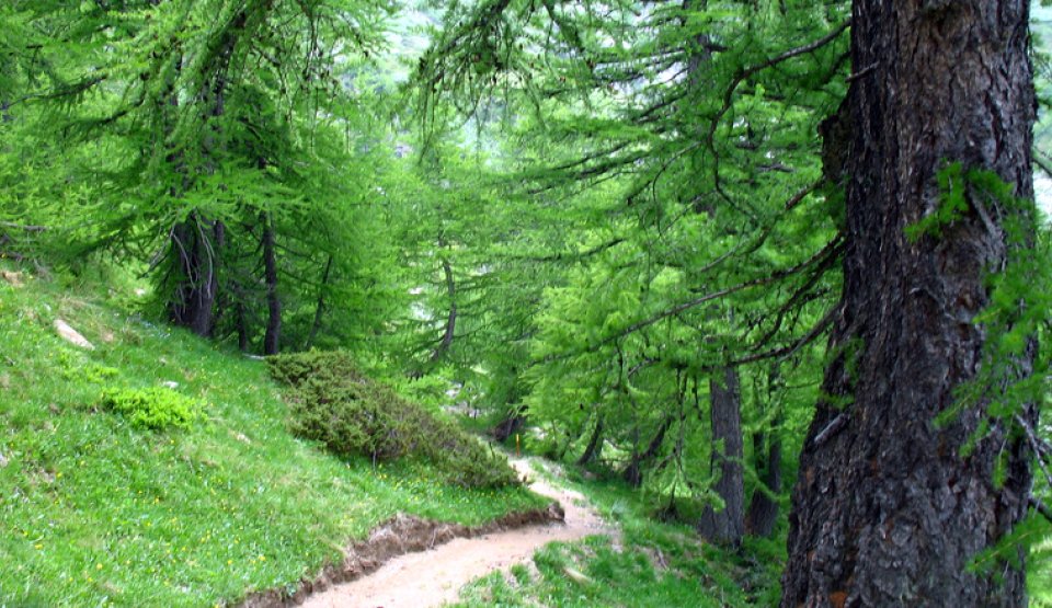 Un sous-bois dans le Parc naturel du Queyras