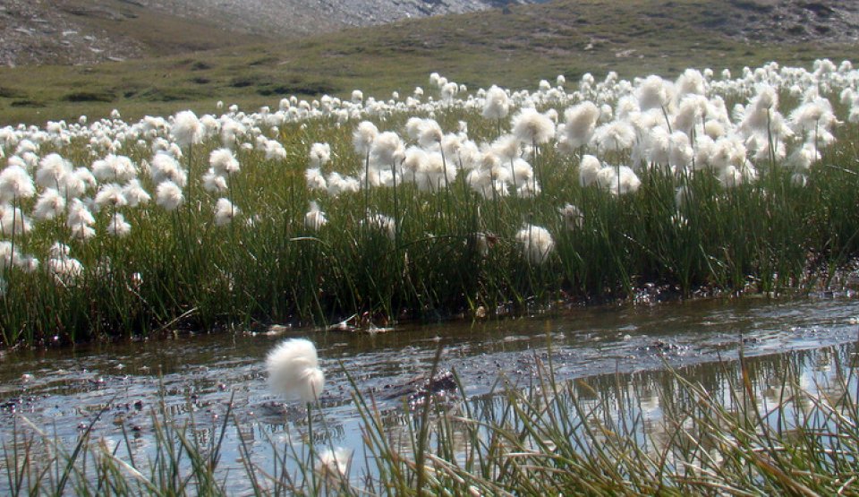 Une sagne (un marais) dans le Parc naturel du Queyras