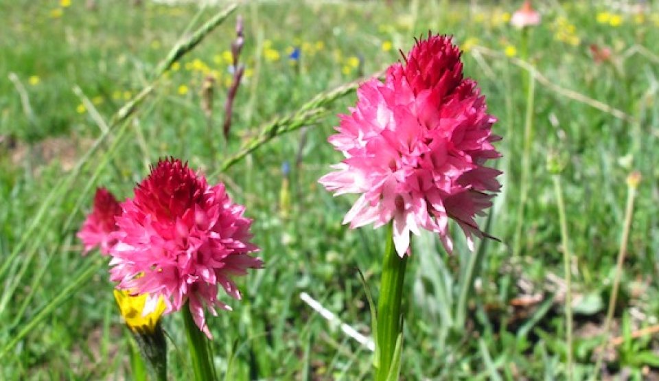 Les orchidées des alpages