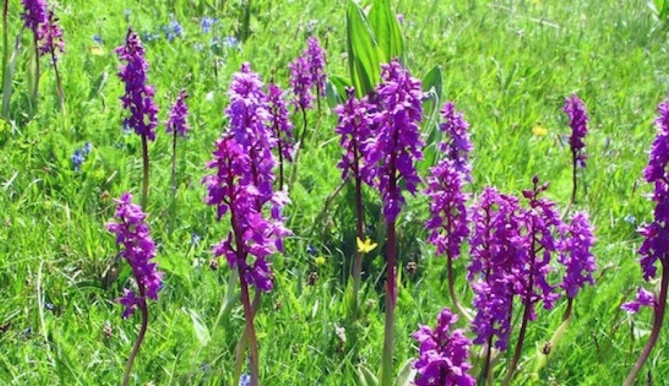 Les orchidées des prairies