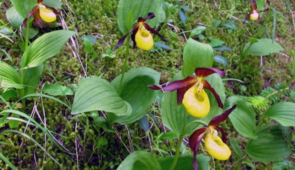 Les orchidées des sous-bois