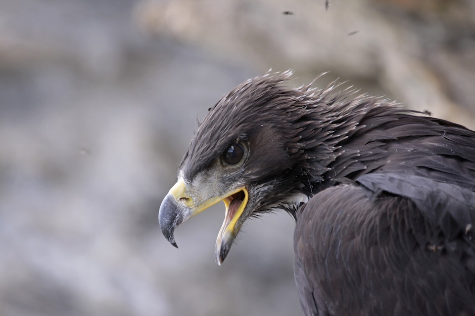 An eagle in the Queyras
