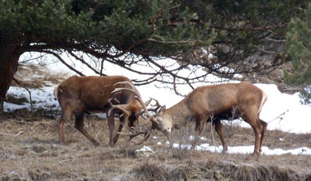 Two stags at the time of the rut