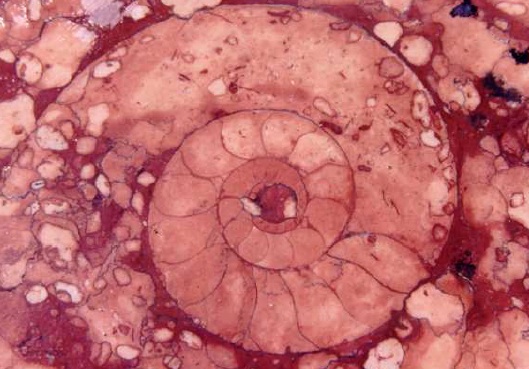 Ein Ammonit wie man ihn auf zahlreichen Plätzen in Guillestre (Hochalpen) sehen kann.