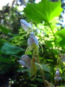 A ghost orchid, extremely rare flower in Queyras