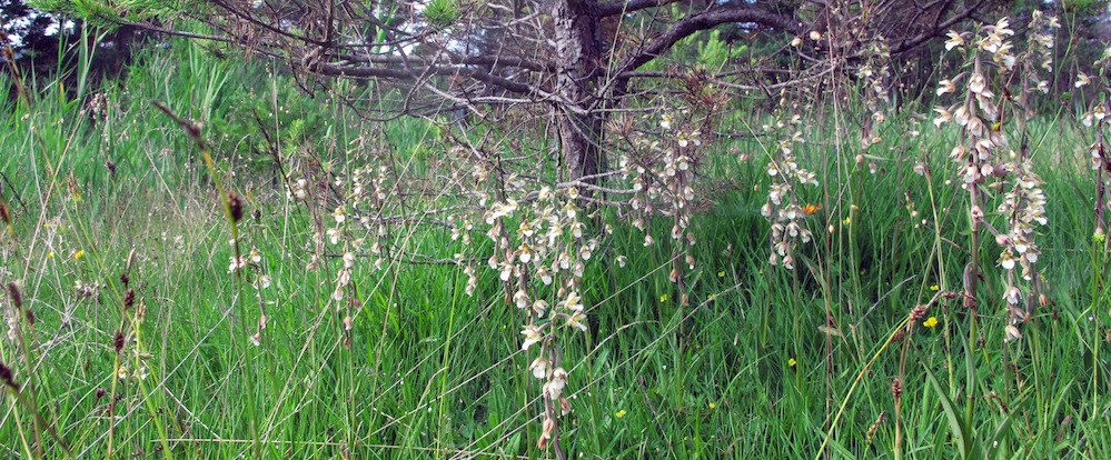 Orchideen der Nassstellen (Queyras)