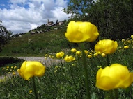 Globeflowers near Saint-Véran