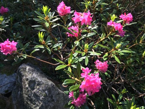 Rhododendron in Ceillac (Queyras)