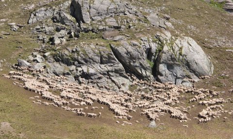 Schafe im Queyras