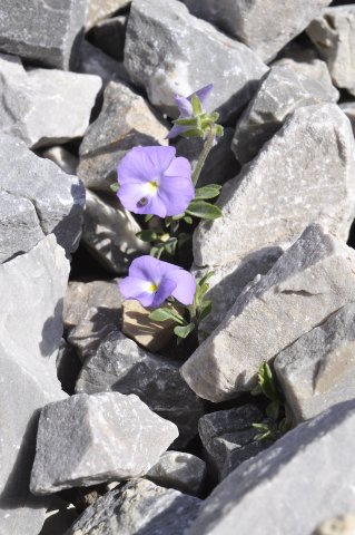 Pansy of Mont Cenis