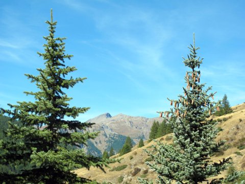 Vallon de Ségure à Ristolas (Queyras - Hautes Alpes)