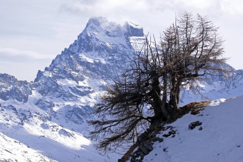 Mont Viso vu depuis les hauteurs de Ristolas (Queyras - Hautes Alpes)
