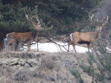 Deux cerfs dans le Queyras (Hautes Alpes)