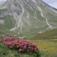 Le Roseyt c'est avant tout un magnifique quartier dans l'alpage de Clapeyto, à voir fin juin avec les rhododendrons