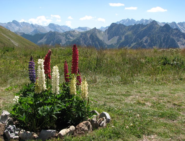 Floraison estivale aux alpages de Furfande-Panorama sur la Font-Sancte